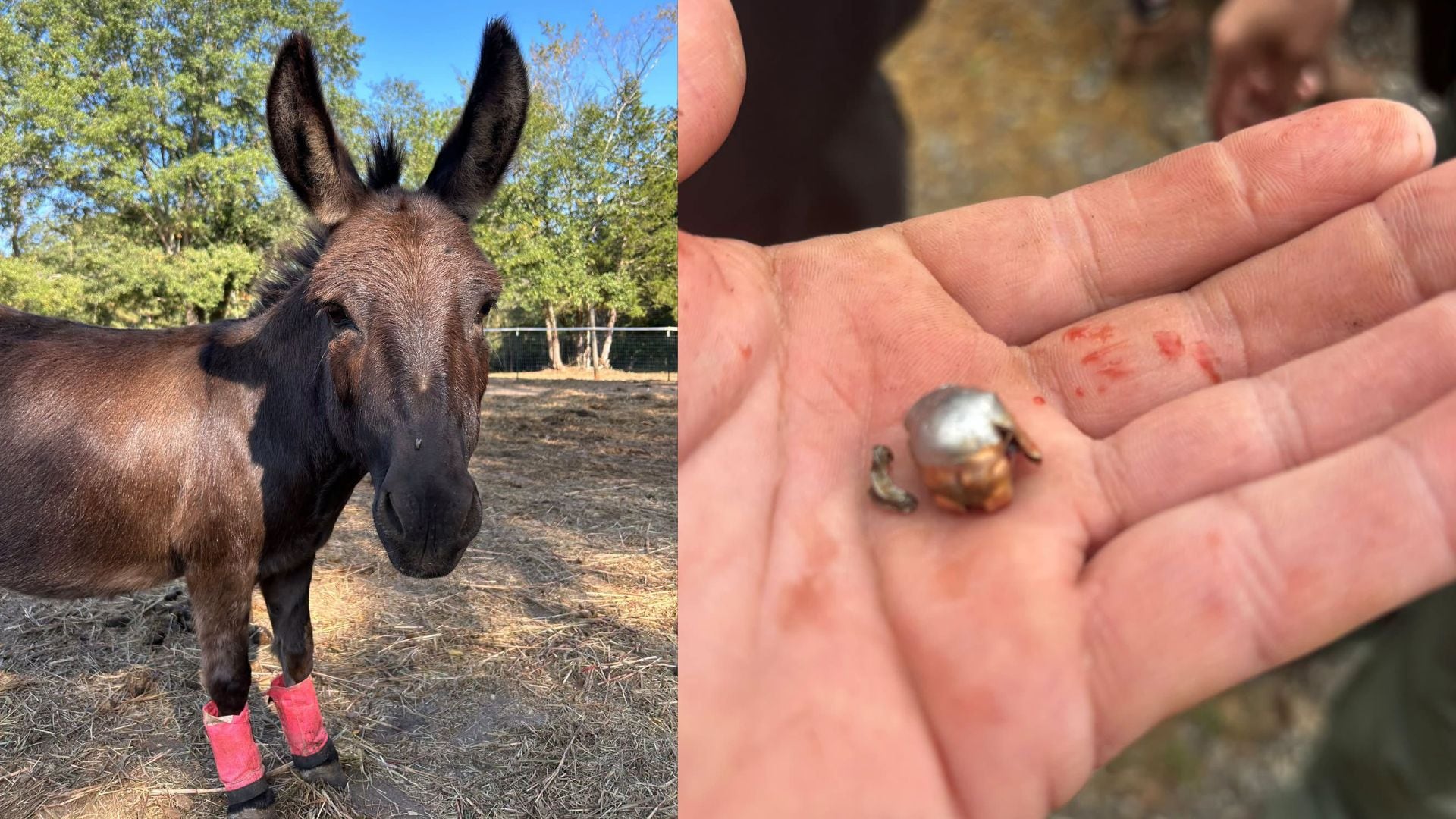 Hunter charged after pet donkey shot and killed in Anderson County