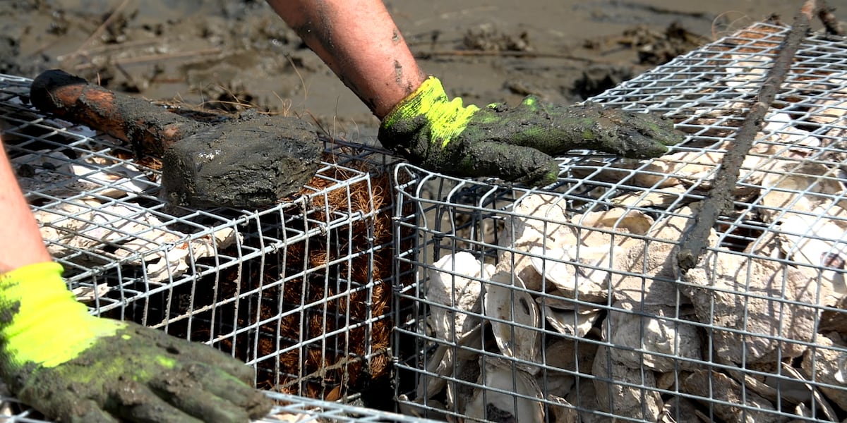 Kiawah River oyster shell reefs target shoreline erosion near bridge
