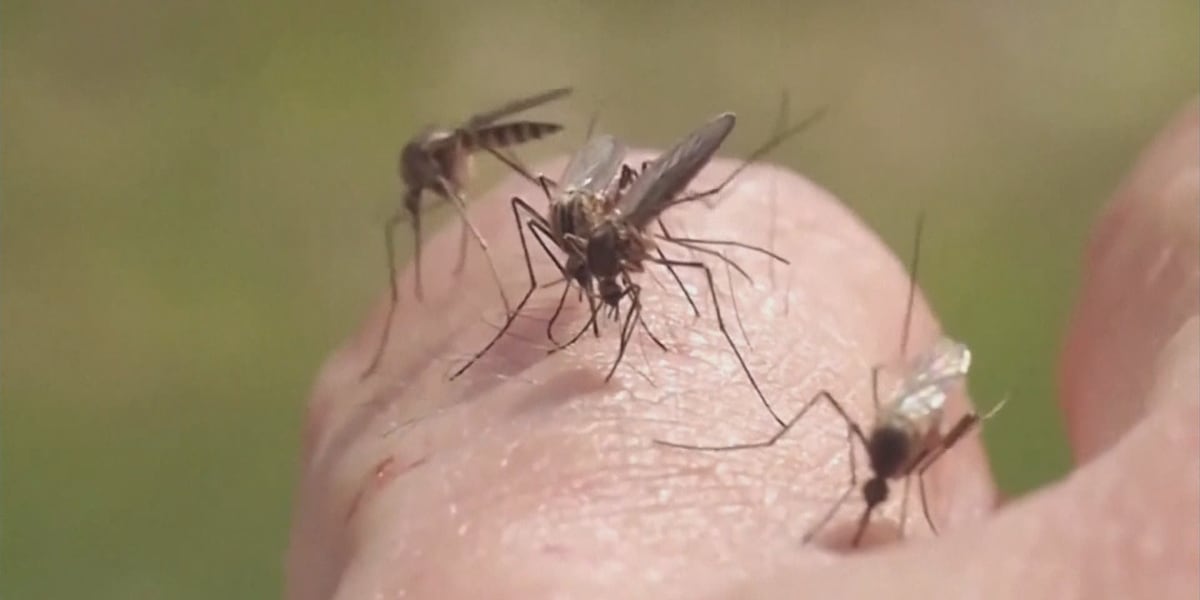 Don’t get bitten: SC health department gives 7 tips to fight off mosquitoes