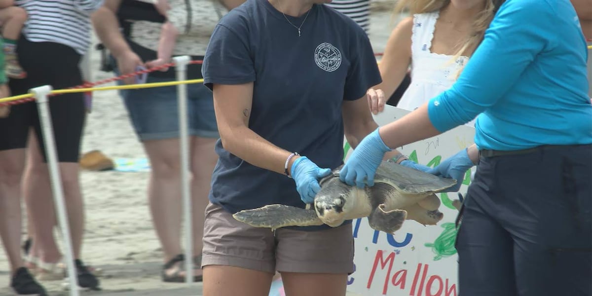South Carolina Aquarium releases rescued sea turtles on Folly Beach