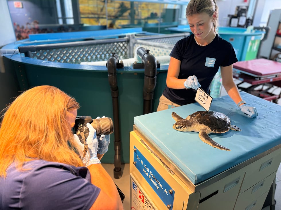 Turtle Thursday SC Aquarium announces release of two sea turtles following medical care