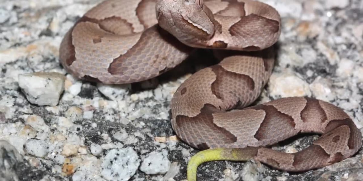 Woman visits 3 medical facilities before receiving antivenom for copperhead bite