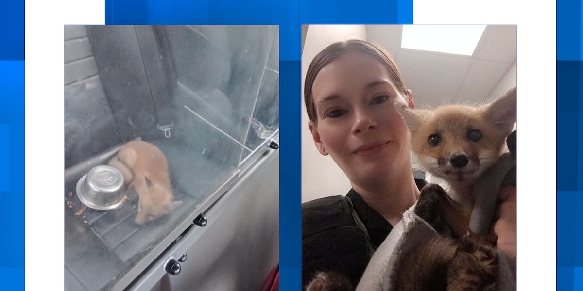 Male fox cub saved by St. George Police officer, Lowcountry animal rescue