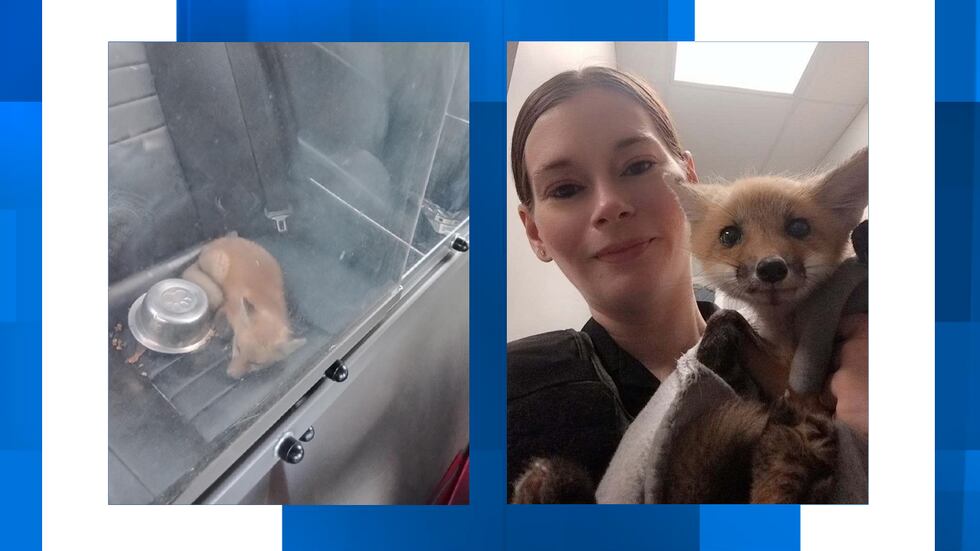 An injured baby fox is now on the road to recovery thanks to the efforts of a Lowcountry...