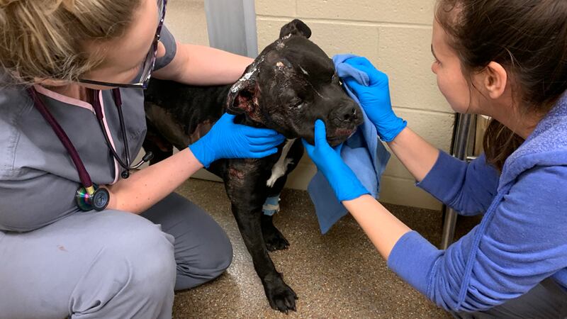 Reward offered for information after severely burned dog found in N.  Charleston