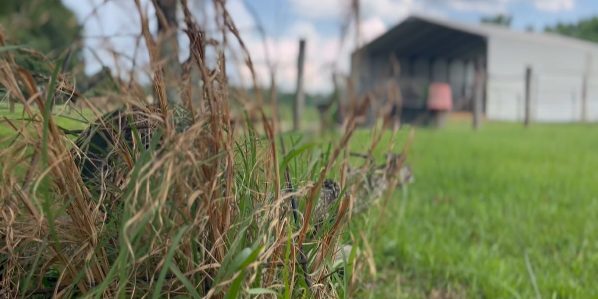 Lowcountry Land Trust protects hundreds of acres in rural Dorchester County