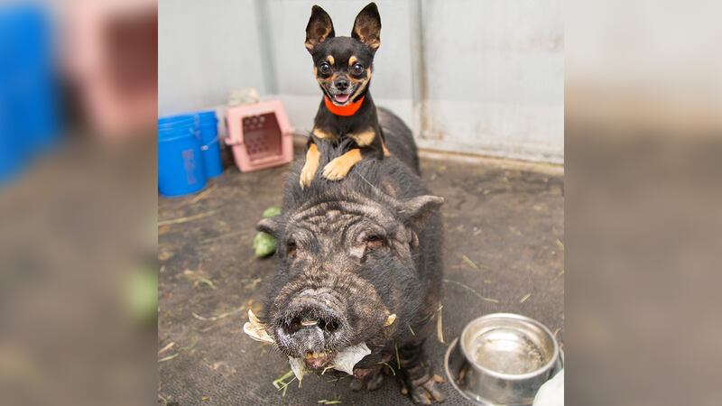 Dog and pig duo named Timon and Pumba get adopted together