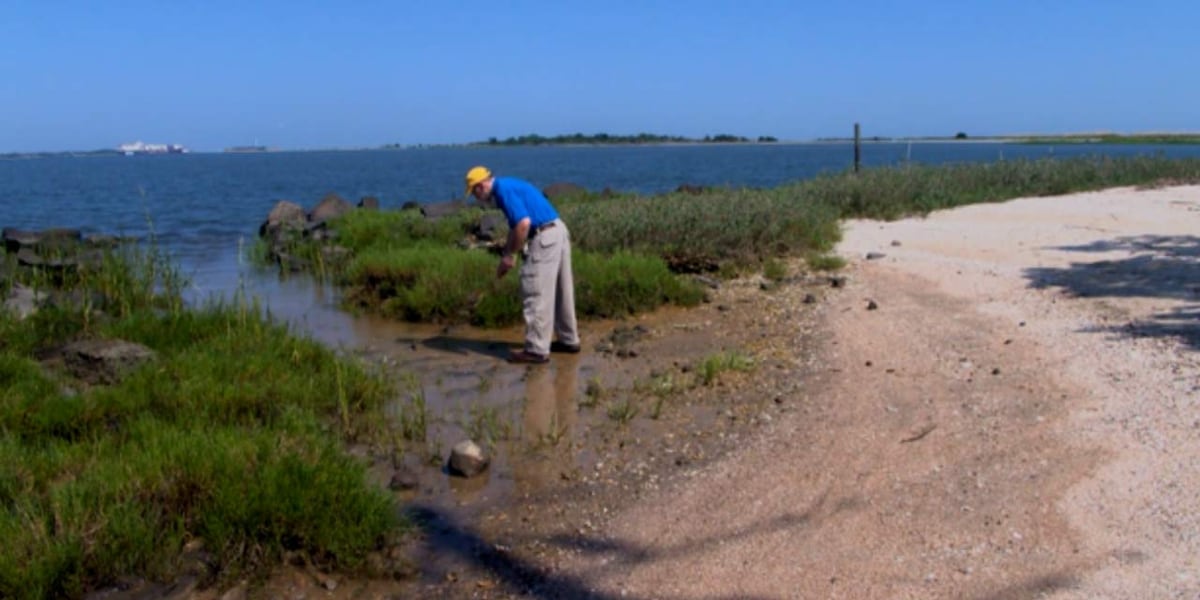 ‘Vibrio vulnificus is in Charleston Harbor’: Charleston researchers track bacteria, what doctors warn
