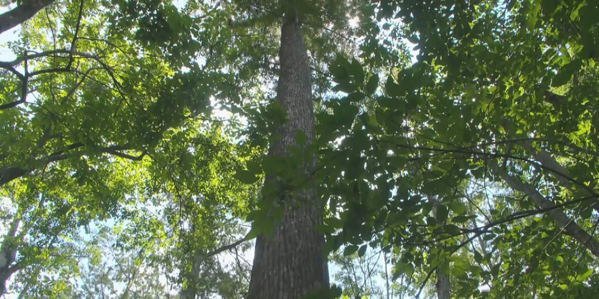 Transmission line proposal could develop rare, untouched Beidler Forest
