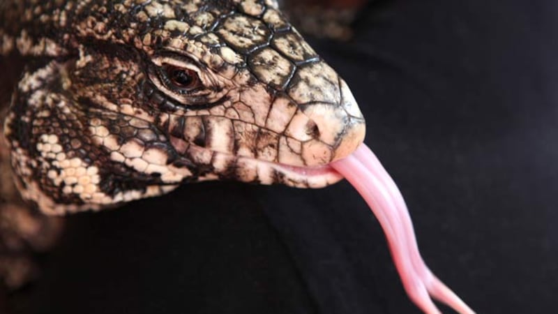 A black and white Tegu lizard sticks out its tongue at the Yebo Gogga exhibition at the...