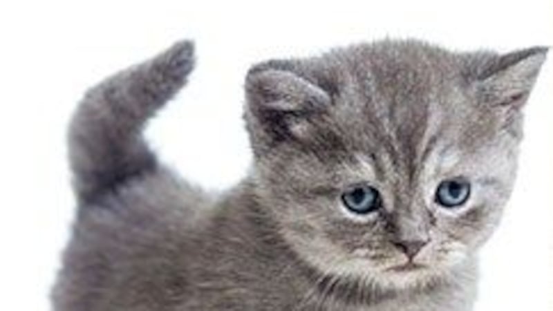 Csa Kitten Kitten Intensive-Care Unit opens at Charleston Animal Society