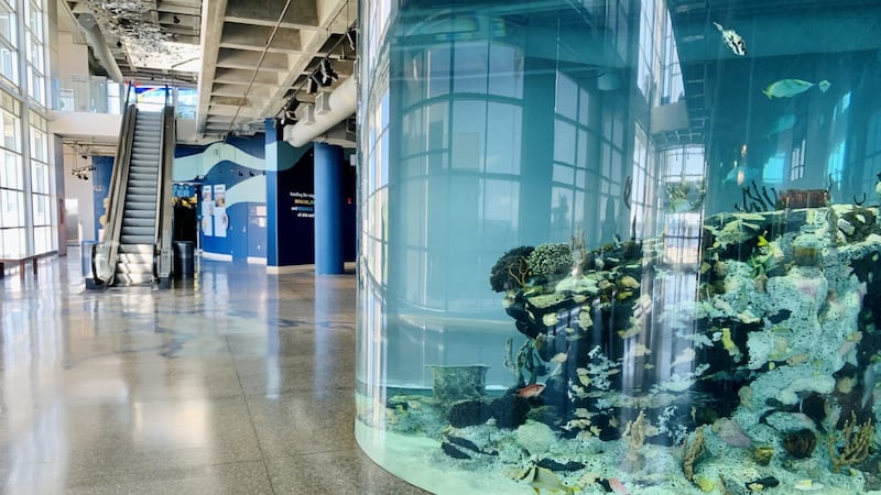 A large tank welcomes visitors as the enter the SC Aquarium.