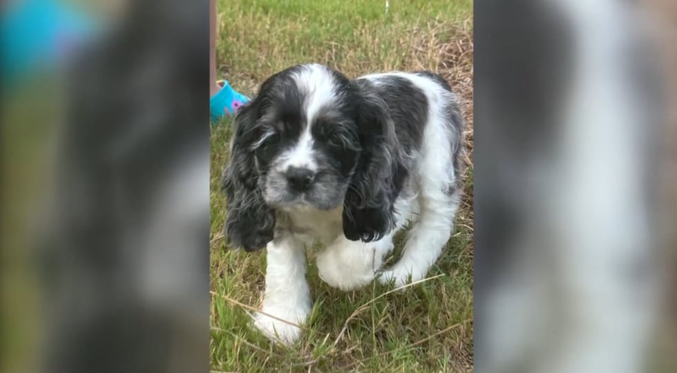 Woman says her 8-week-old puppy died after trainer allegedly neglected, starved it during boarding program 3 Brooke Pearson said her 8-week-old Cocker Spaniel puppy named Indie died during a three-week...