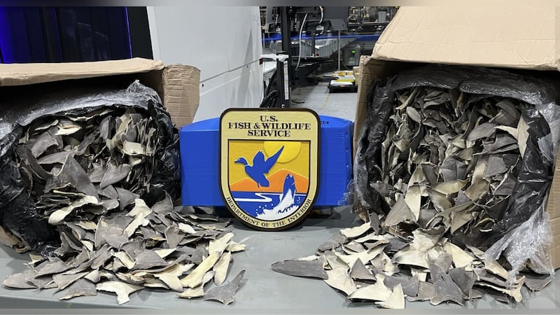 U.S. Fish and Wildlife Services recently seized about 50,000 dried shark fins. (Source: U.S....